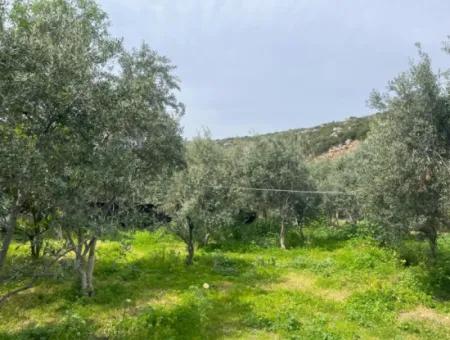 Einfamilienhaus Zum Verkauf Auf Einem 2000M2 Großen Grundstück Am Meer Im Viertel Marmaris Söğüt. Geeignet Zum Festbinden Eines Bootes Davor.