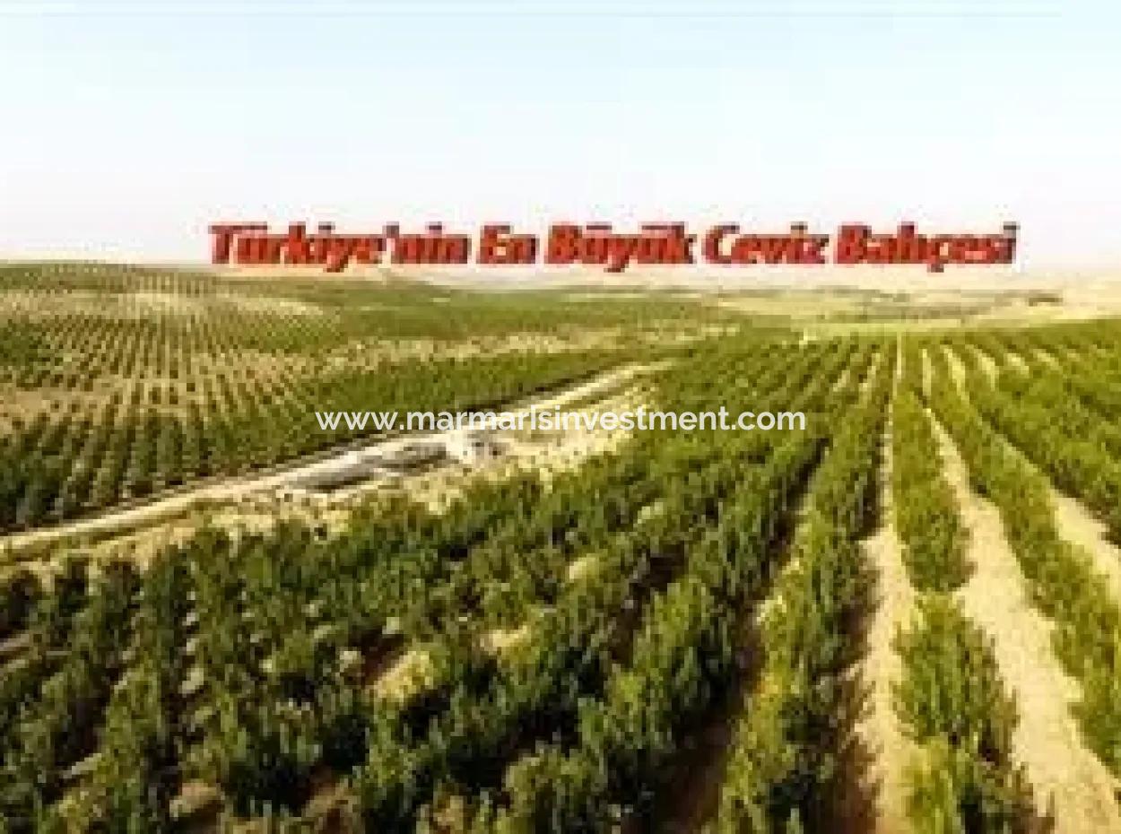 Garden For Sale In Mugla Region 880000M2 Walnut