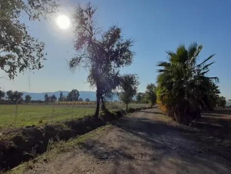 32000M2 Arable Avocados, Greenhouse Construction, Farms, Suitable For Livestock Land In Köyceğinz Döğüşbelen